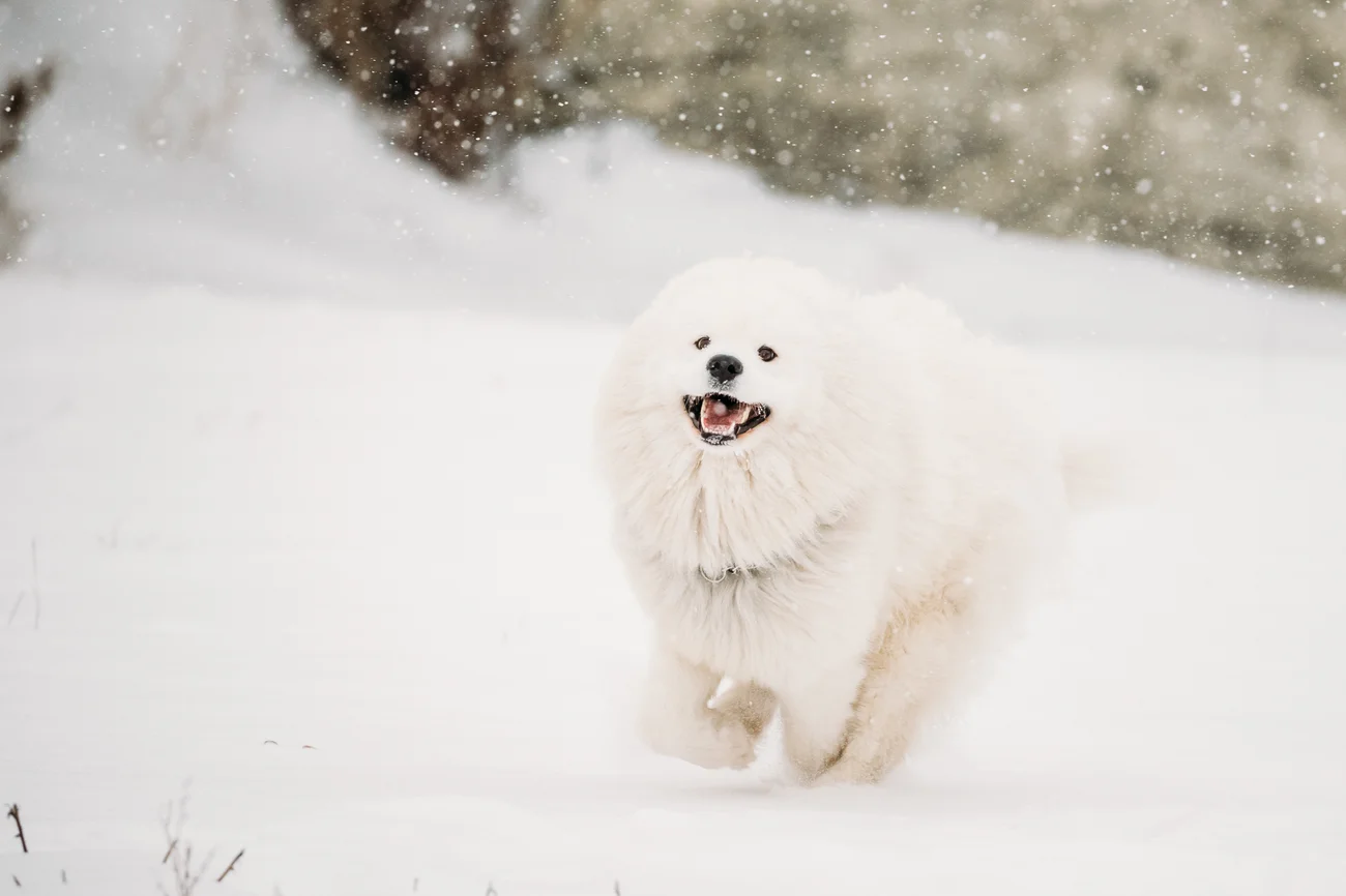 White dog playing outside in the snow