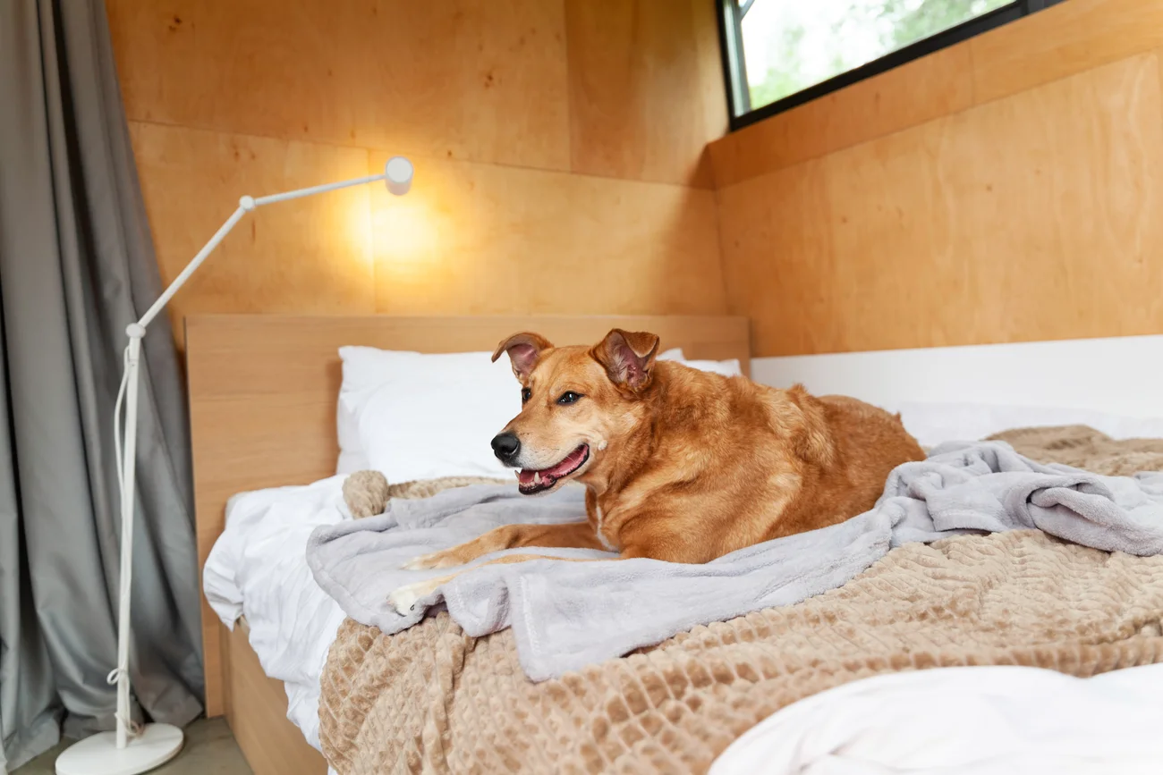 A dog sitting on a bed.