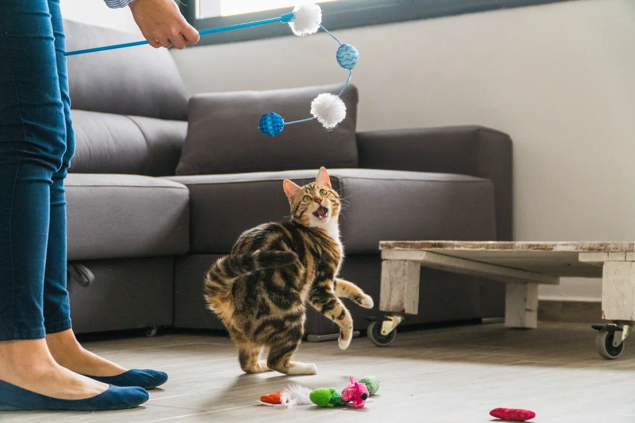 A brown and black cat playing in a living room.