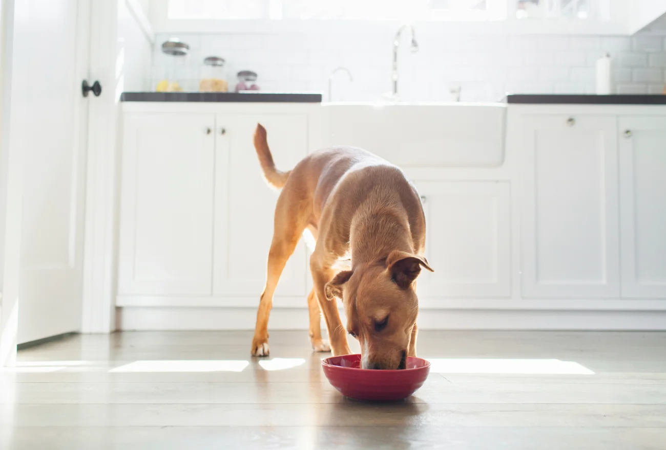 A mixed breed dog eating food from a red bowl in a kitchen.