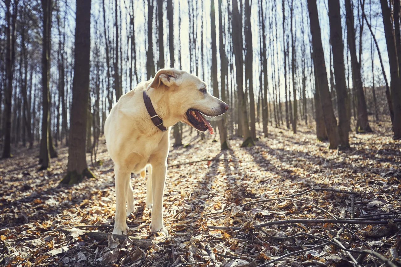 A Labrador retriever standing in a sunny forest 