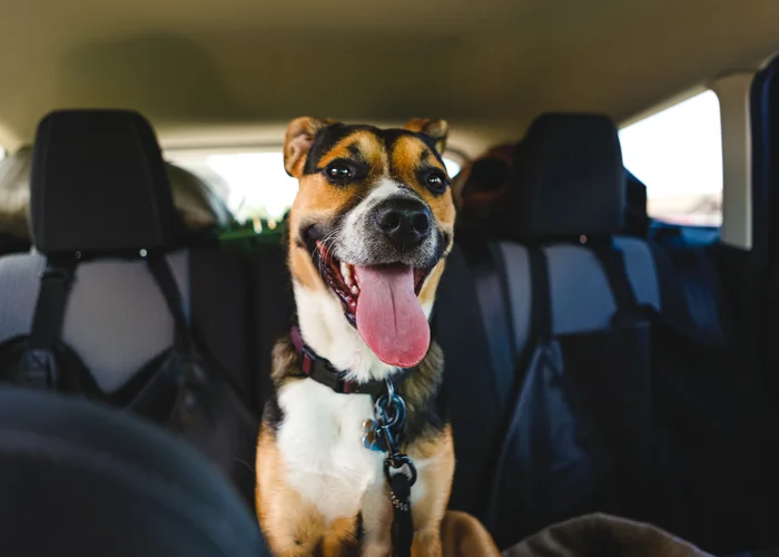 A dog in the back seat of a car wearing a harness.