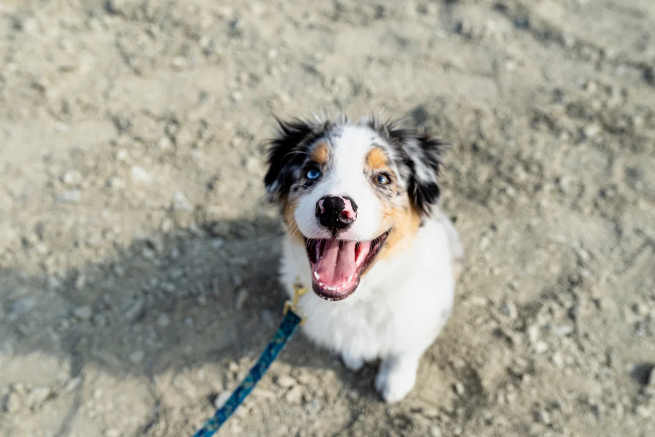 An Australian Shepard sits on gravel with its mouth open.