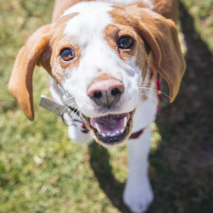 Beagle Mix Dog Smiling in Outdoor Setting