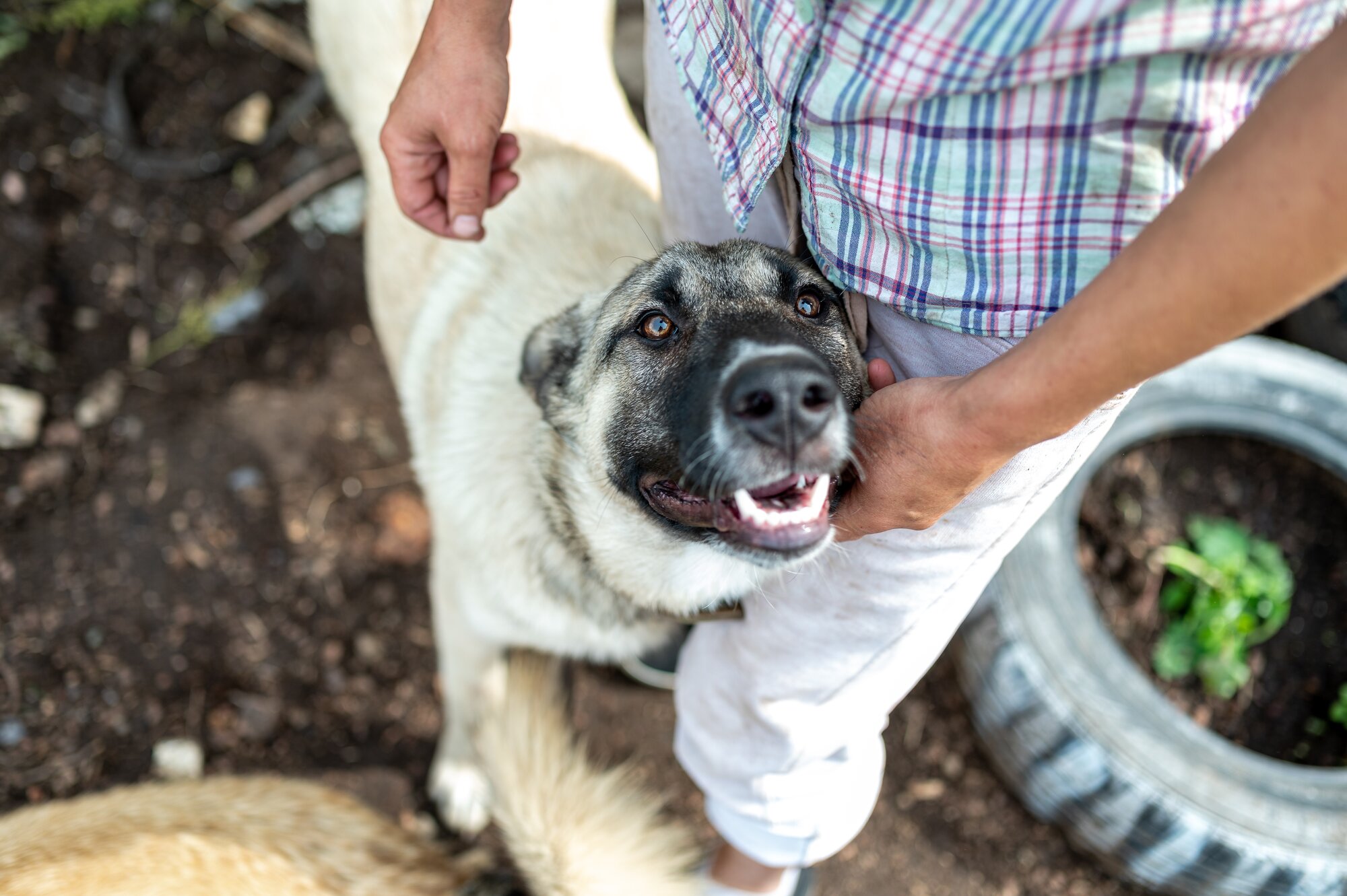 The Telltale Signs of Your Dog's Emotional Attachment to You image