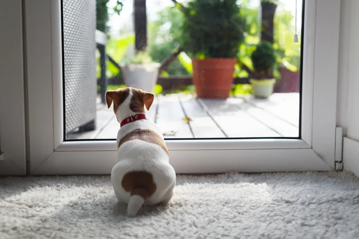 A white and brown dog looking out a window.
