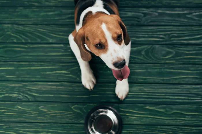 Dog waiting for food while looking at an empty bowl on the floor
