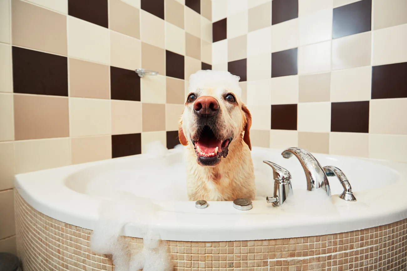 Dog taking a bath