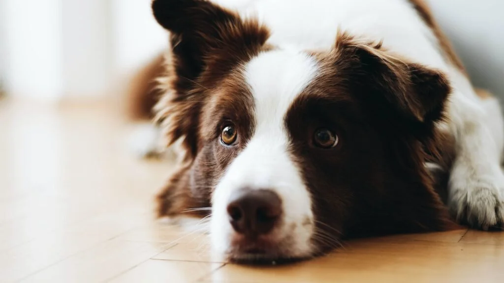 brown and white dog laying on hardwood floor