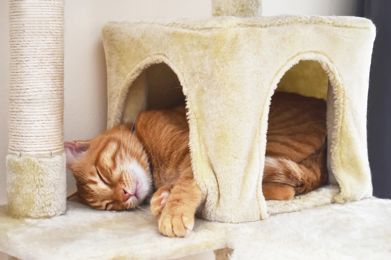 Orange cat sleeping 