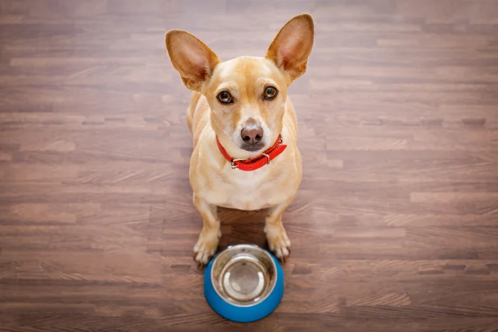 Chihuahua dog standing behind an empty blue bowl.