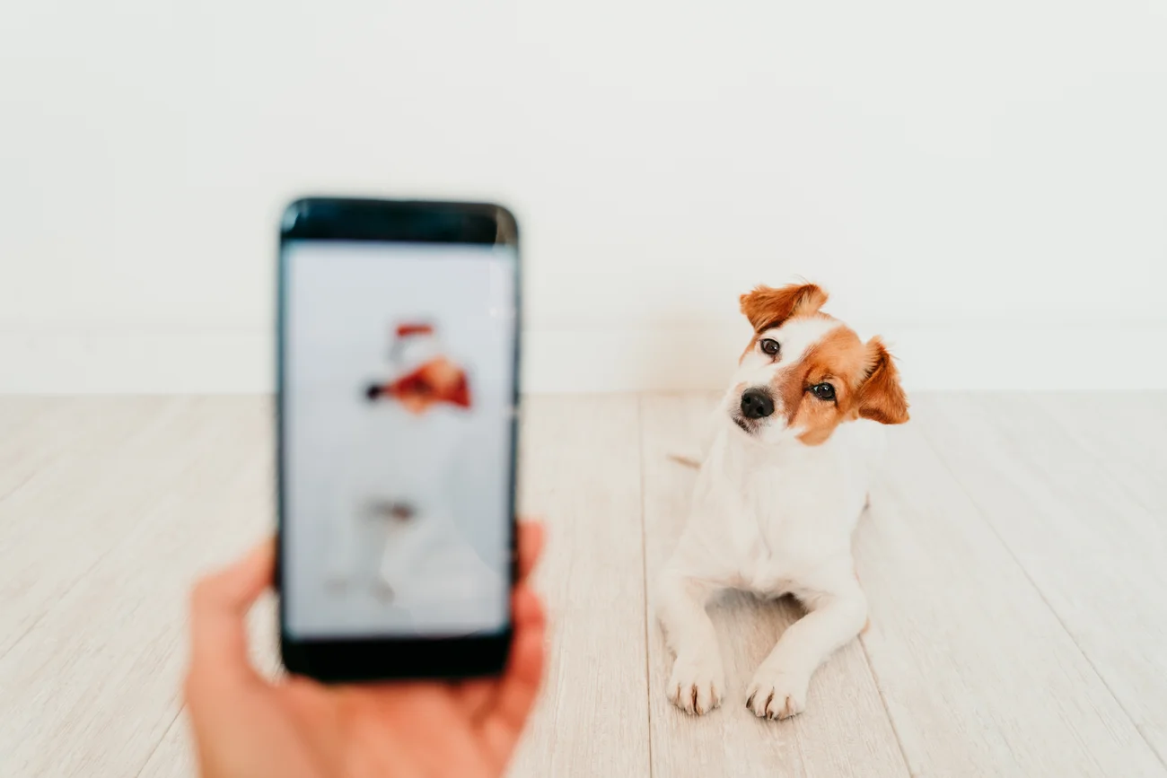 A person holding a smartphone camera pointed at a dog