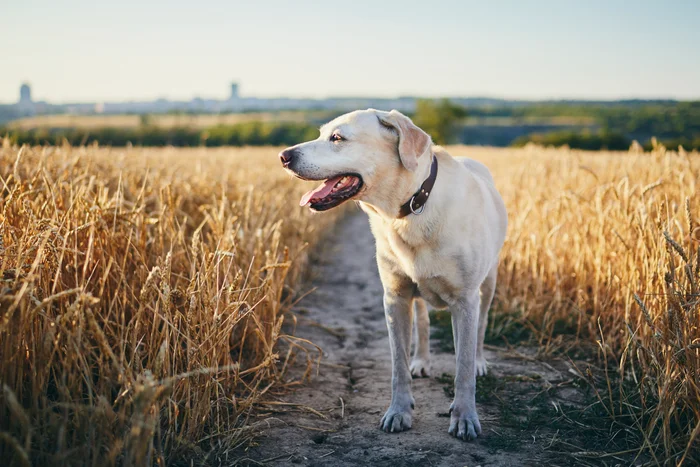 A Labrador retriever sitting in a field