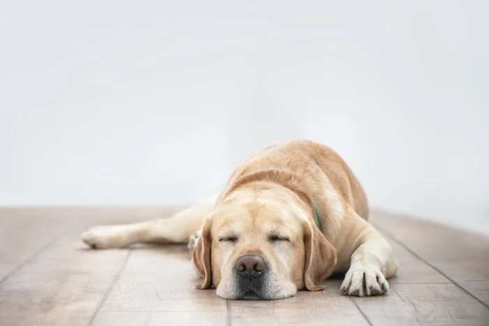 A lab sleeping on a tiled floor.