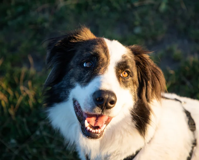 Smiling Border Collie Dog Enjoying Outdoor Sunshine