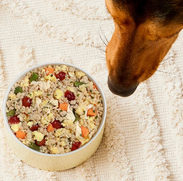 Top view of a dog sniffing a bowl of Freshpet Homestyle Creations.
