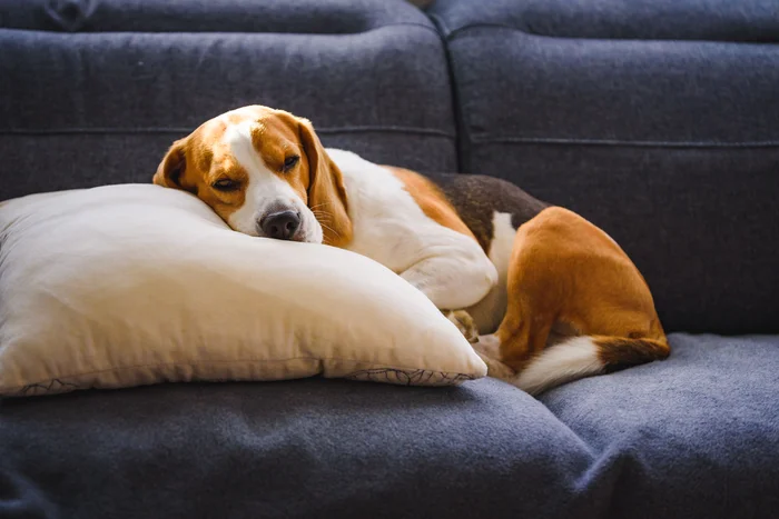 Beagle dog sleeps on a couch