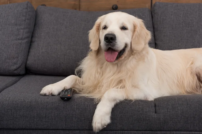 A golden retriever sitting on a grey sofa with a remote control under its front leg.