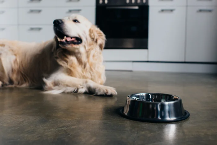A golden retriever lies on a kitchen floor beside an empty metal dog bowl.