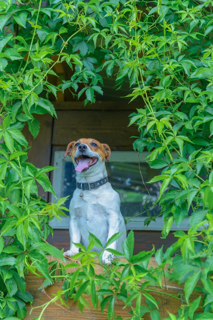 A dog standing around green plants. 