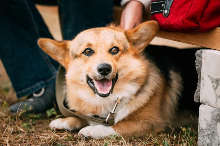 Close up portrait of young Happy Welsh Corgi dog