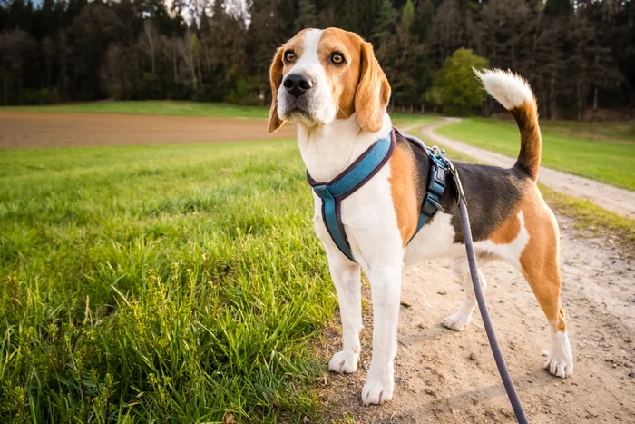 A beagle dog on a walk in a grassy field