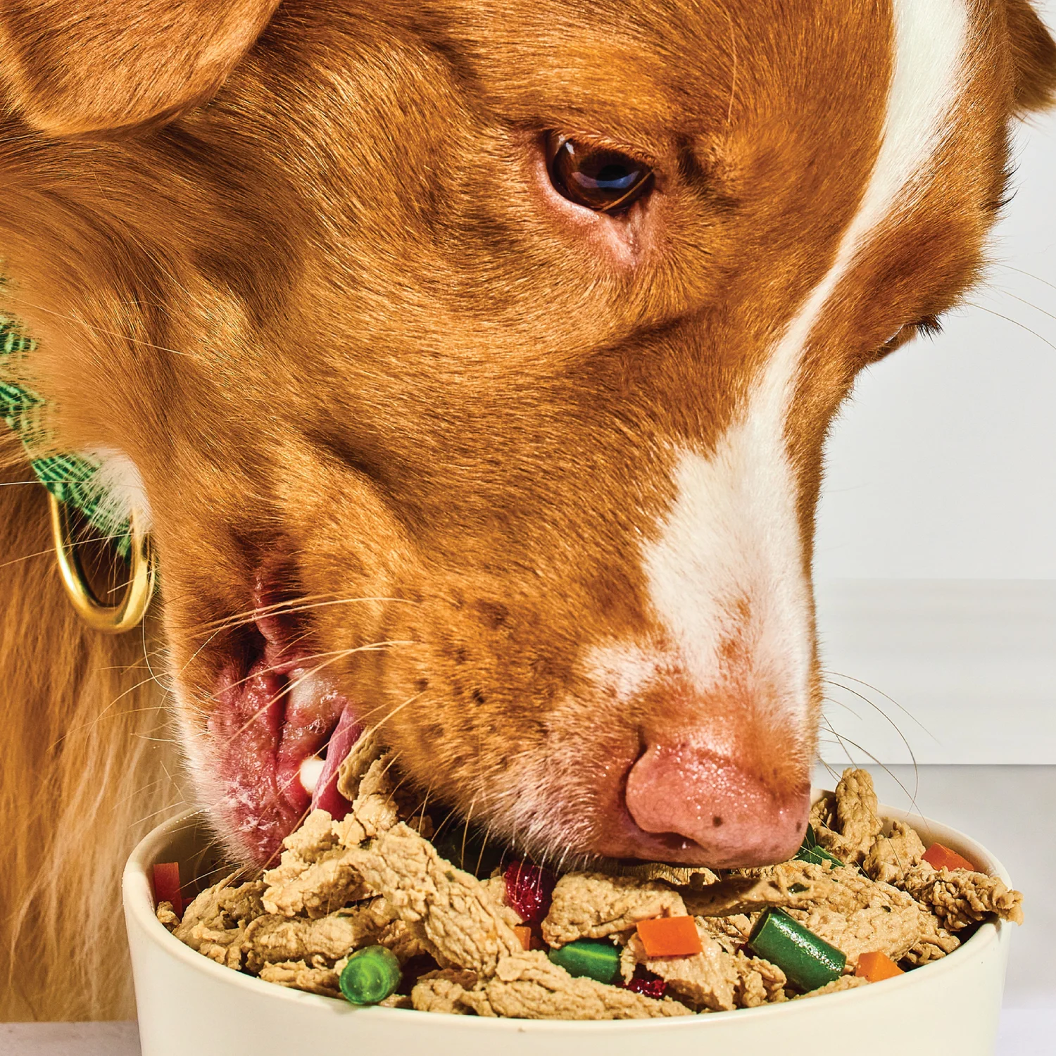 Dog eating Freshpet Vital