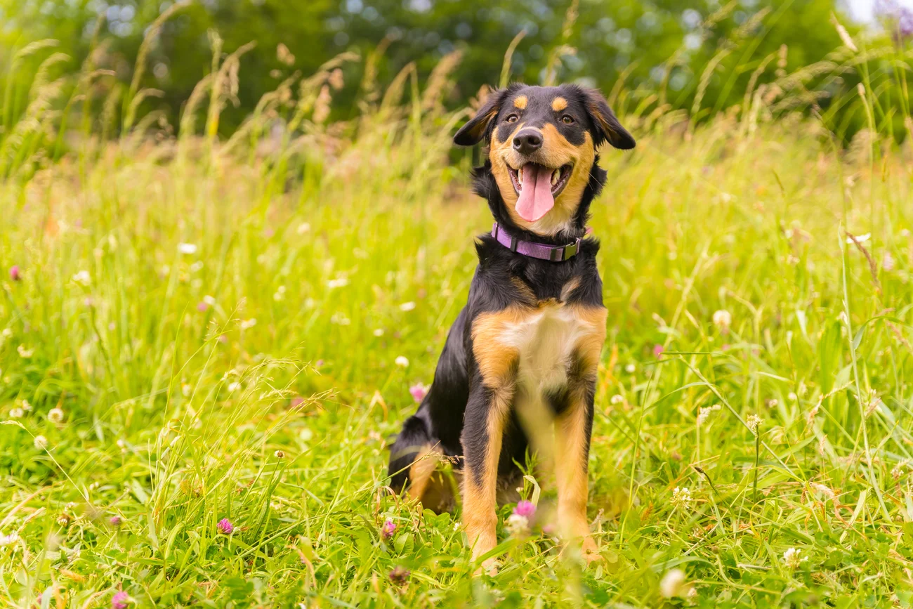 A black and gold dog sitting in a field. 