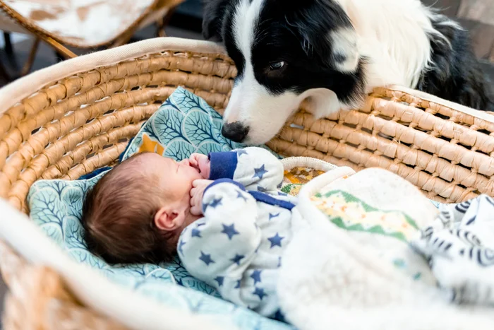 Black and white dog sniffing a baby 