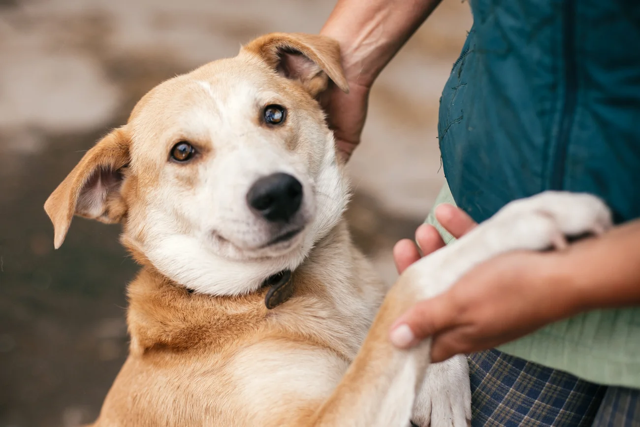 A person holding a dog's paw