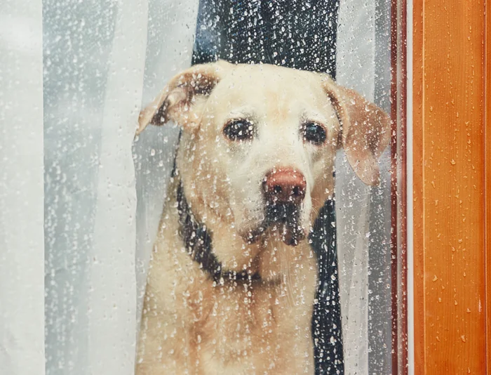 Labrador retriever looking through window during rain.