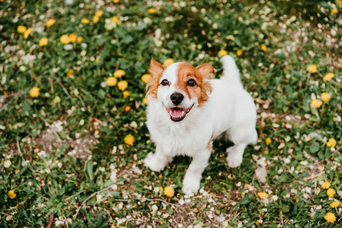 A dog barking outdoors.