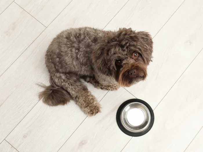Maltipoo dog and his bowl on floor, above view. 