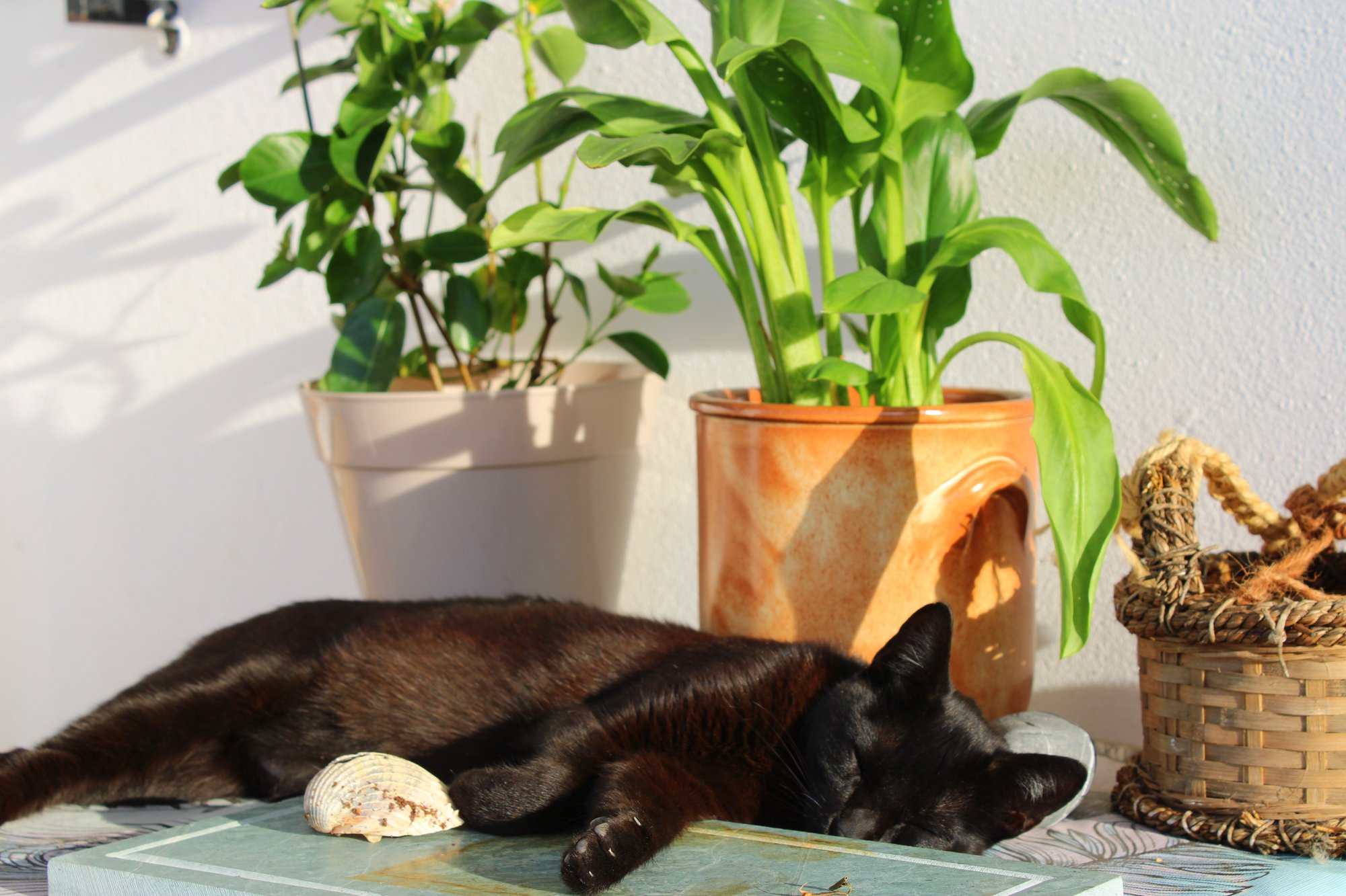 8 Plants That Are Safe for Pets & Our Favorite Places to Buy Them image