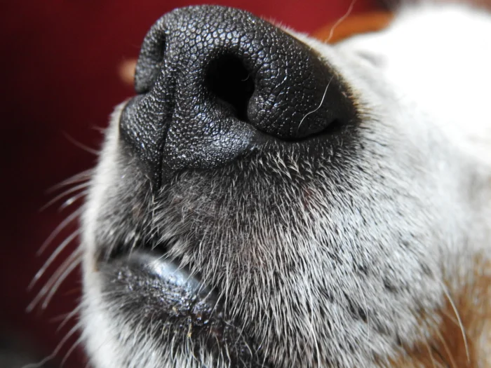 Close up photo of a dog's nose, mouth, and whiskers.