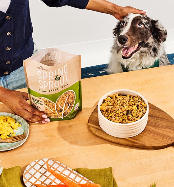 Person pets a dog sitting at a table next to a bowl of food with a Spring & Sprout package on the table.