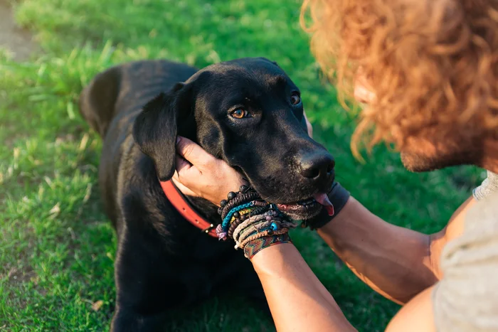 Person petting a black dog outside on a sunny day.