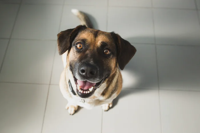 Happy dog looking up from a tile floor.