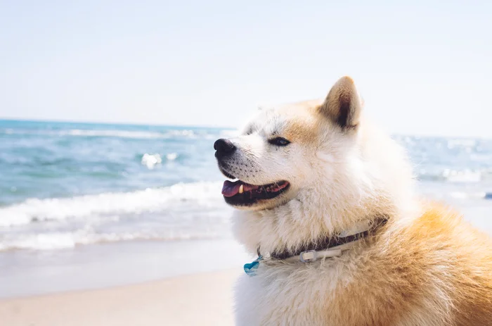 A white dog at the beach