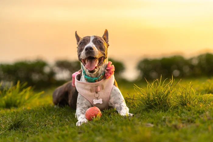 A dog sitting outside with a ball