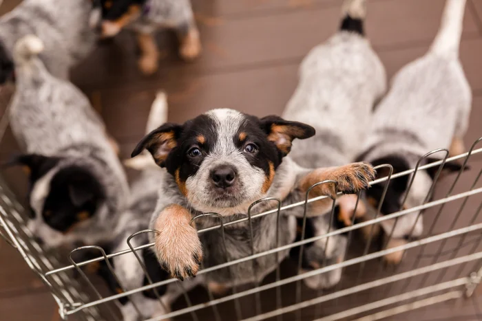 A puppy with its paws on the edge of a wire pen, looking up at the camera, with several other puppies behind it.