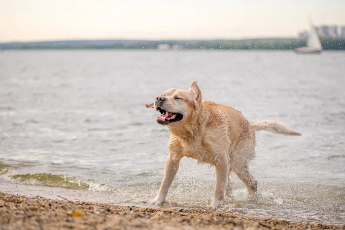 A Labrador dog shaking off water on a beach, with a sailboat and distant land in the background.