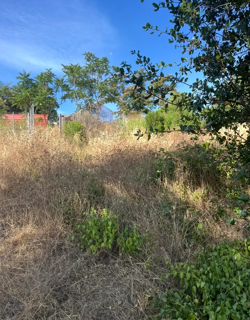 Brush-covered property with garden fencing and a greenhouse
