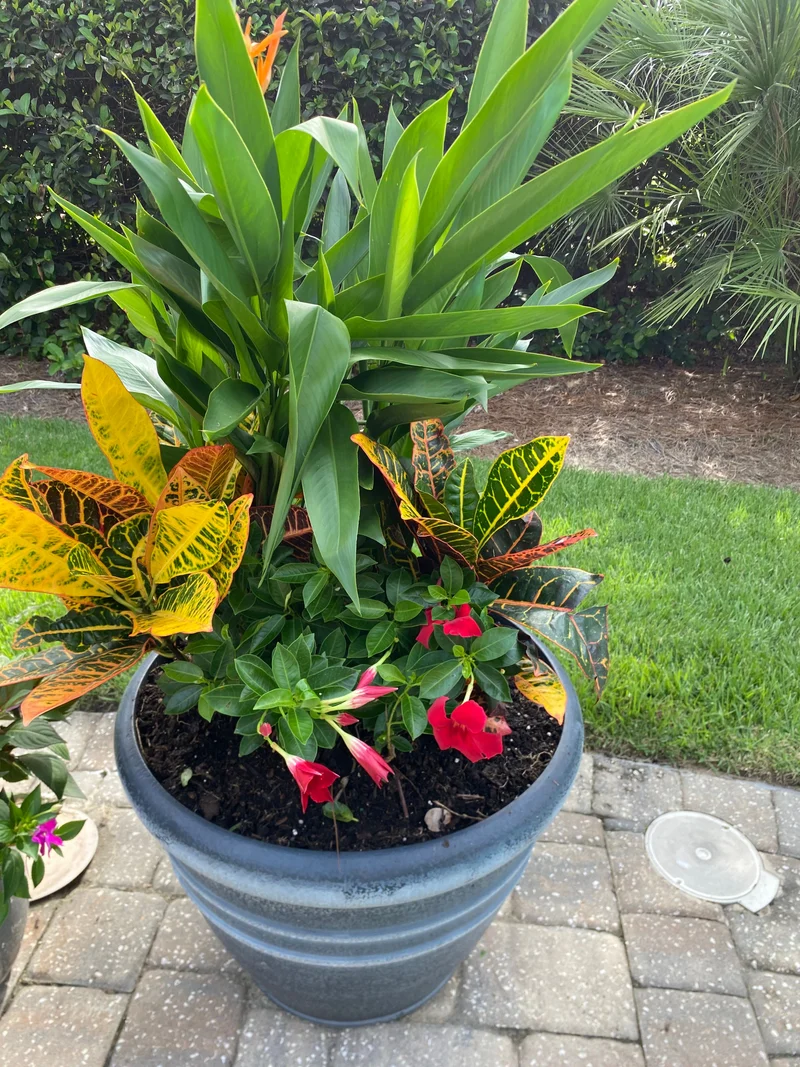 Colorful tropical planter with bird of paradise, croton and flowering plants
