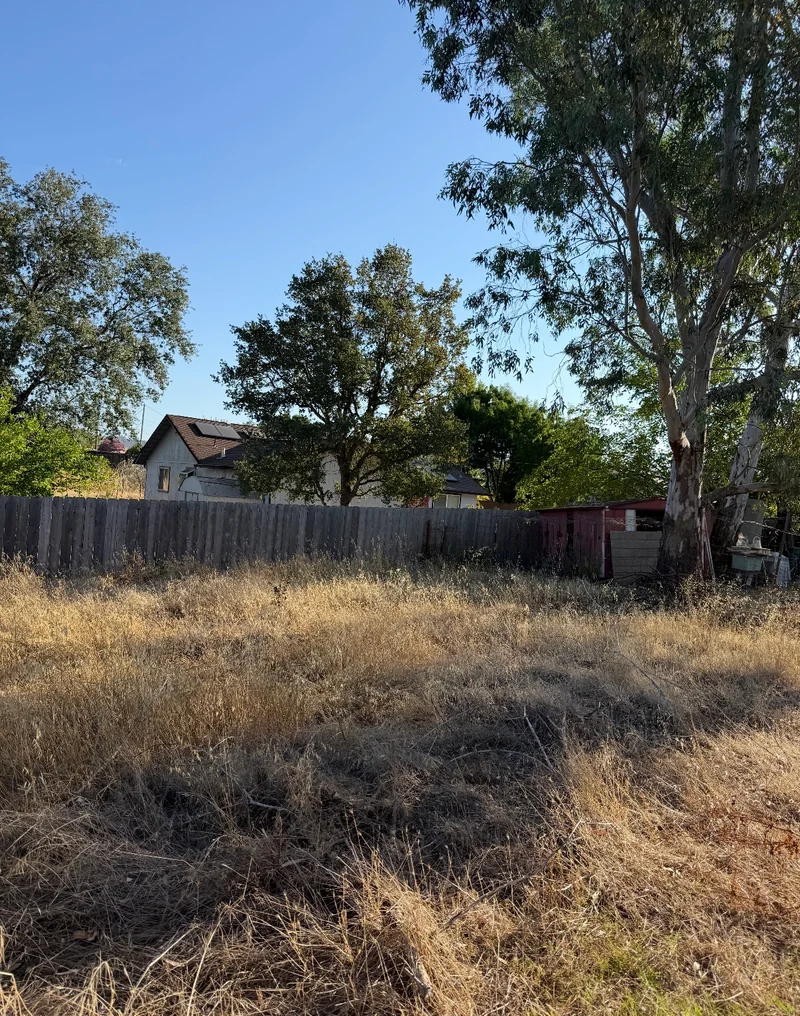Overgrown backyard with tall dry grass along a residential fence