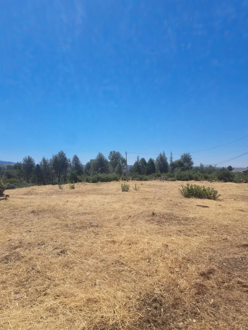 Cleared property with spaced shrubs along the tree line