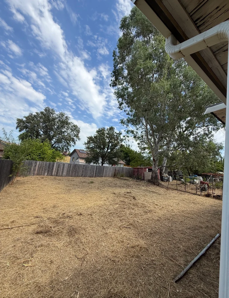 Cleared backyard with dry grass removed around a mature tree