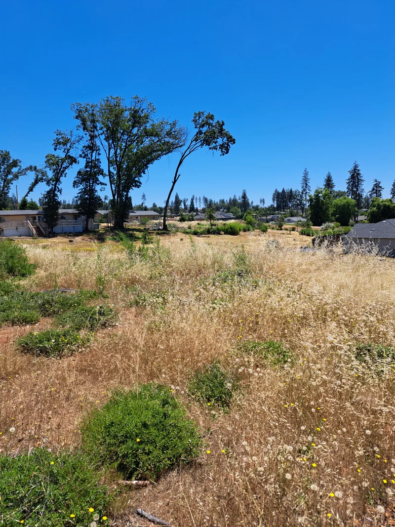 Open residential property with tall dry grass and mature trees