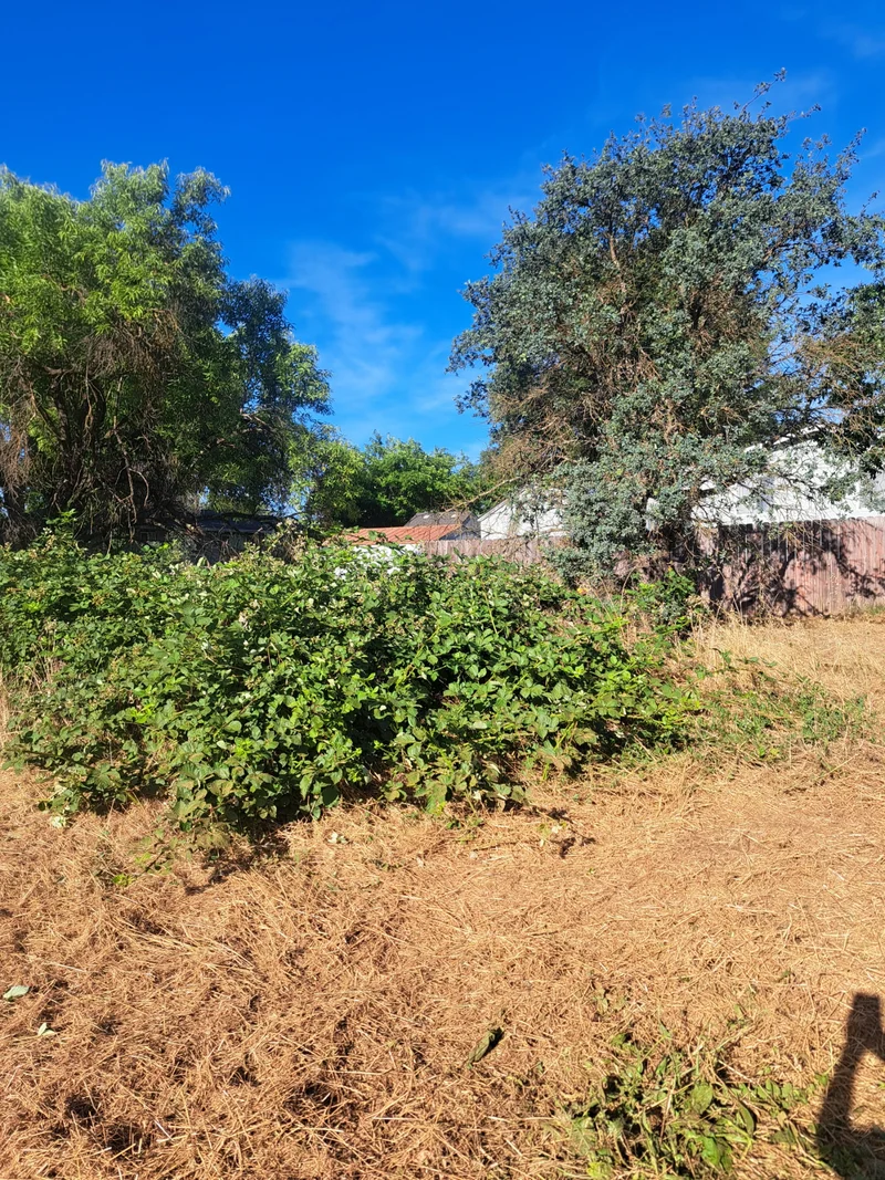 Overgrown brush and trees along the edge of a residential lot