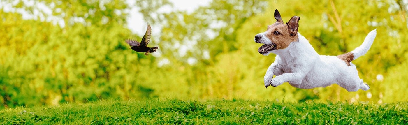 pet and wild bird